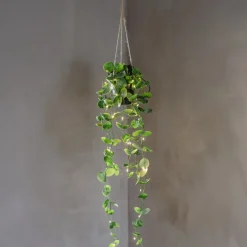 LAOS Konstväxt 60cm Grön